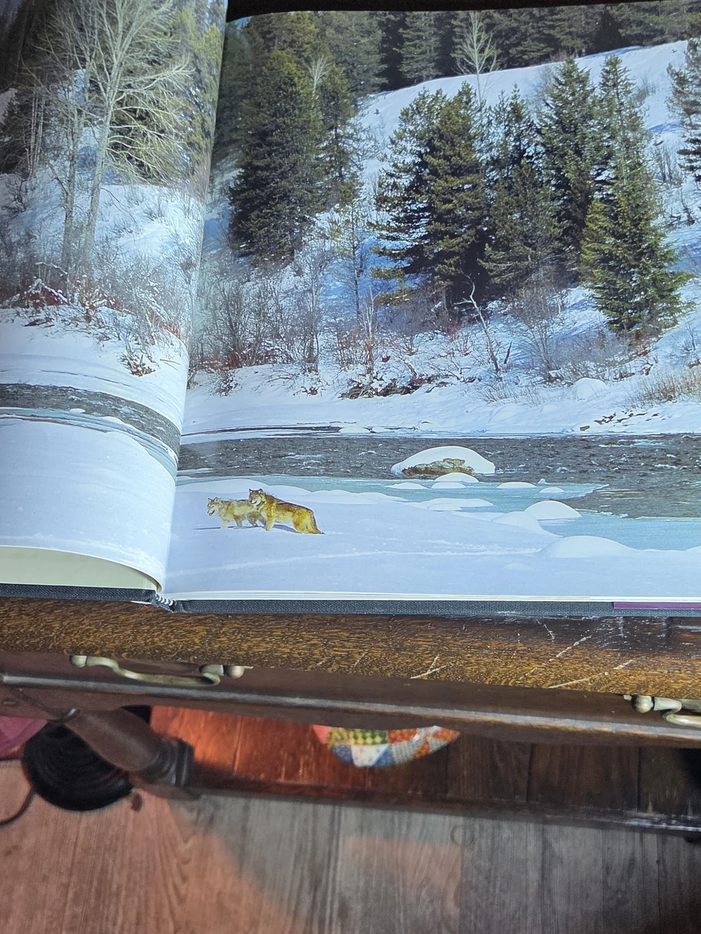 Wolves by – Purple Cover Coffee Table Book